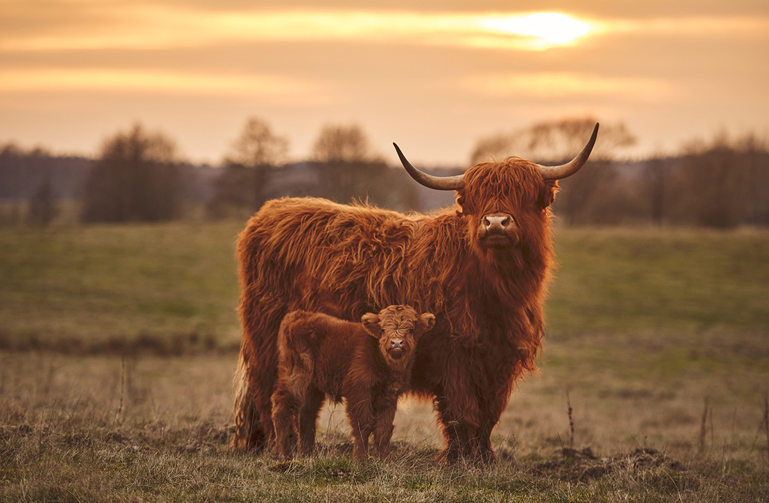 A Highland cow and her calf standing together in a field at sunset
