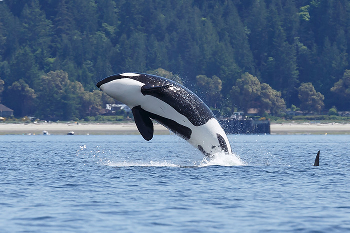 Orcas in Scotland: A Guide to Sightings and Conservation