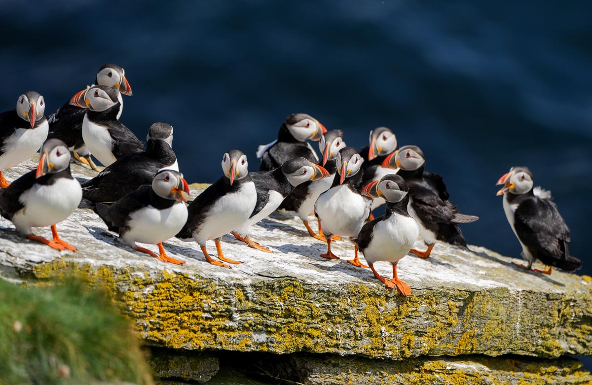 A group of Atlantic puffins gathered on a lichen-covered rock ledge with the sea behind them