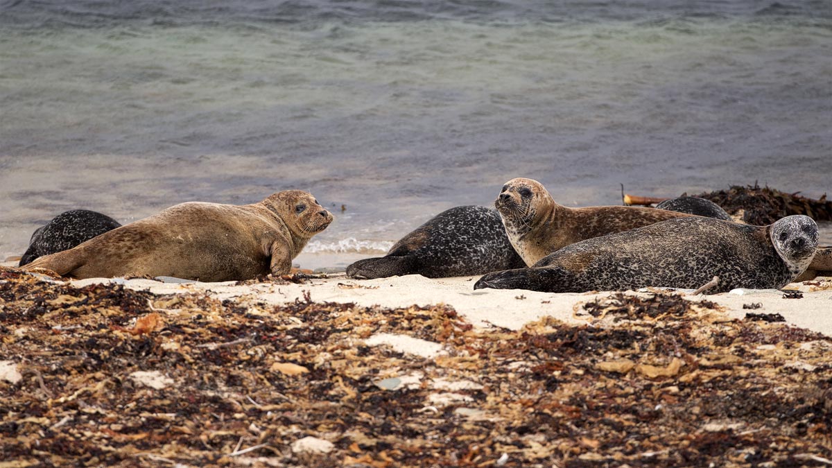 Common harbour seals hauled out on a sandy Orkney beach among seaweed