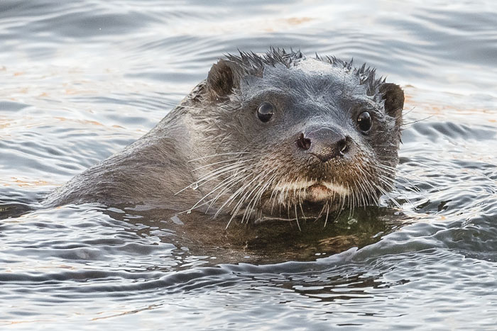 The amazing otter, one of Scotland's most beloved animals