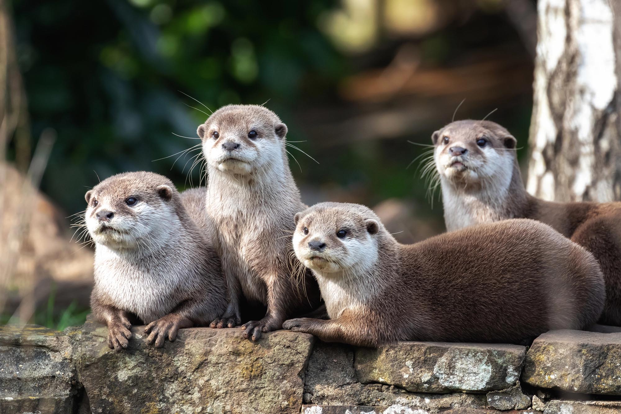 Otters in Scotland