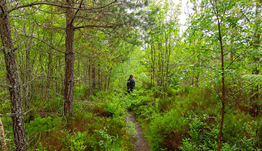 Part of the wood walk.