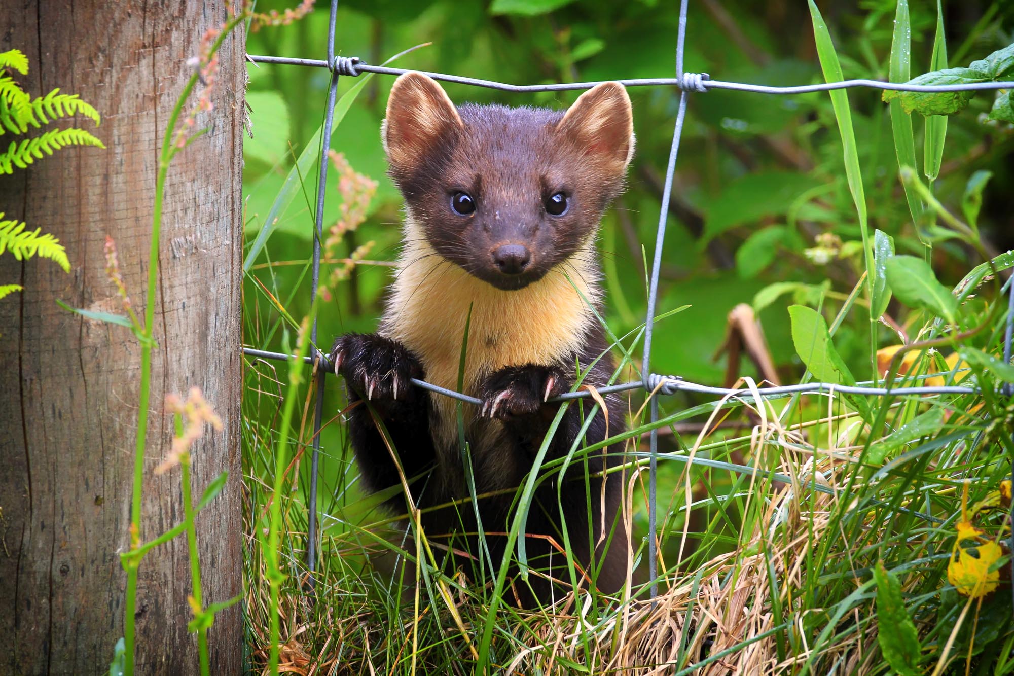 Pine Martens Scotland