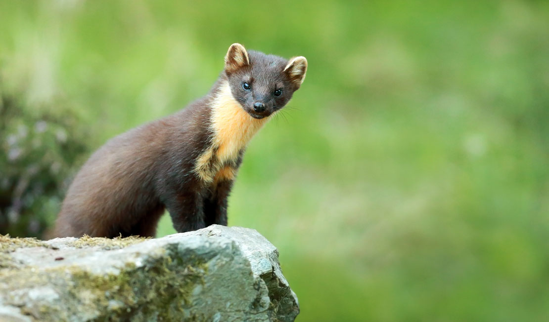 A guide to pine martens in Scotland. Habitat, diet and other facts