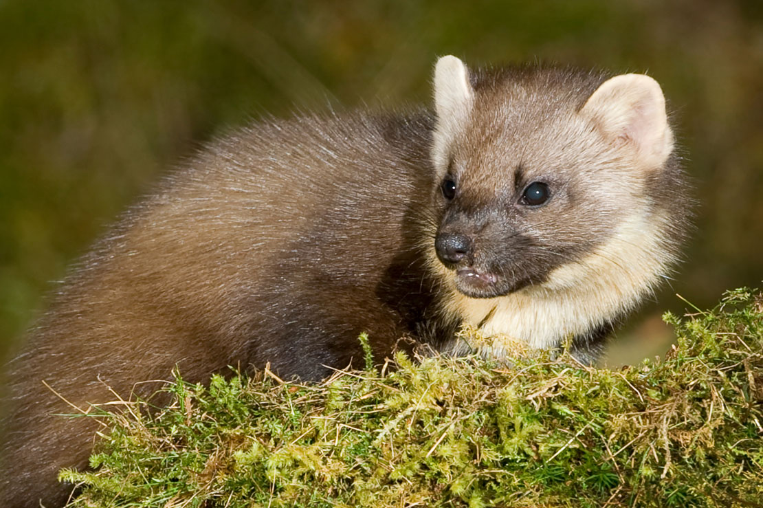 Where to see Pine Martens in Scotland
