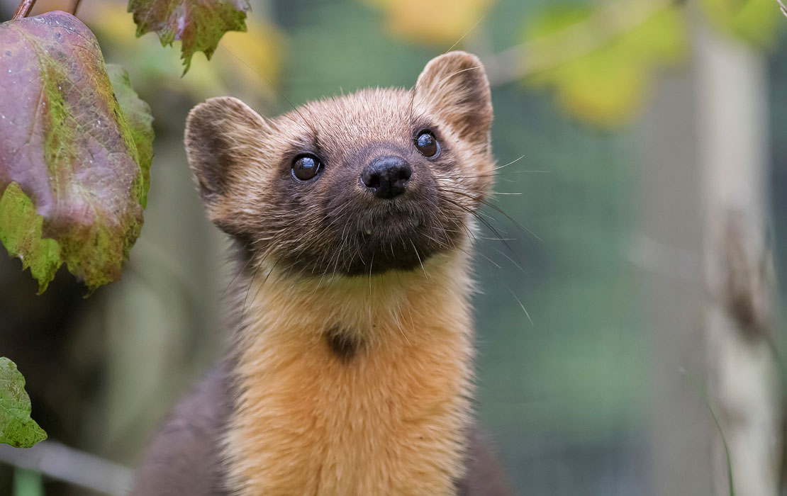 A cute but vicious pine marten.