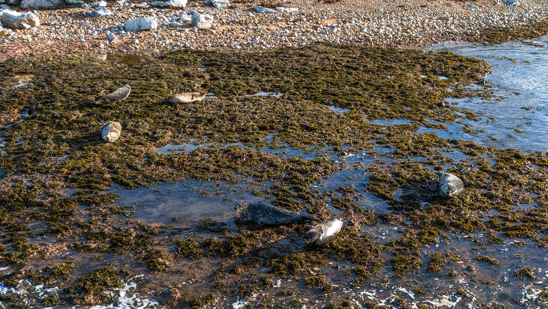 Young Portgordon seals on the north west corner