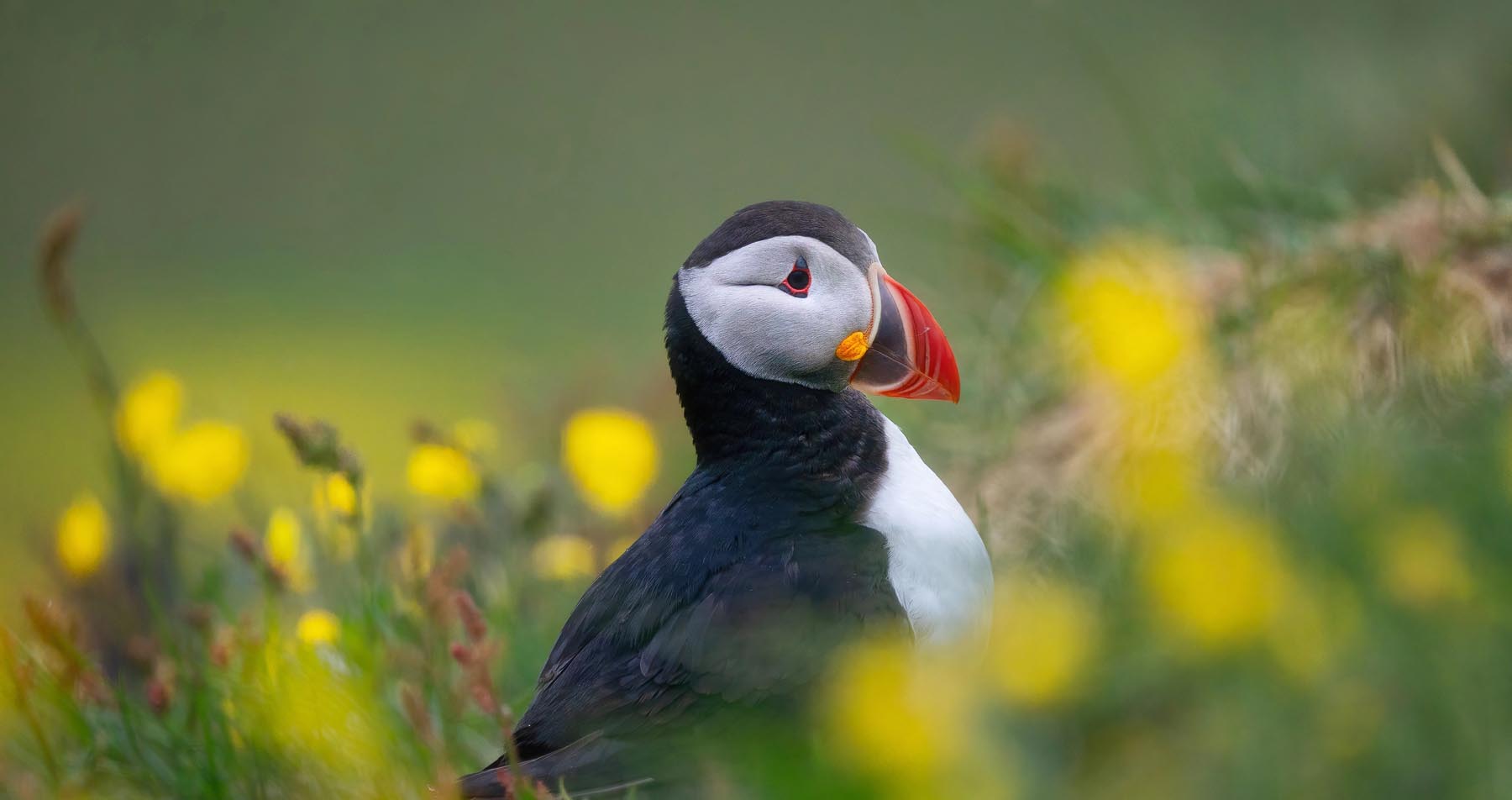 Puffins in Scotland