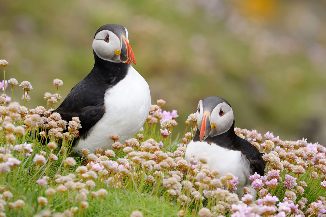 Two Atlantic puffins standing together among pink and white sea thrift wildflowers on a Scottish clifftop, their distinctive orange beaks and black and white plumage standing out against the soft green background