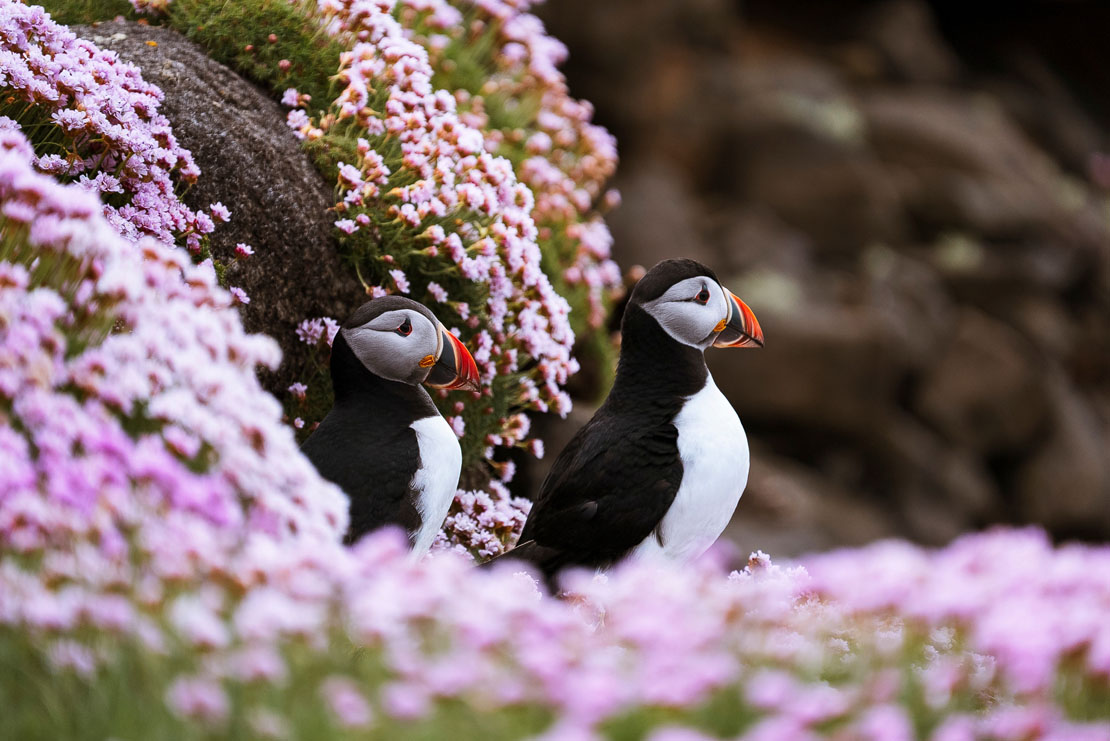 Two Atlantic puffins standing close together among dense pink sea thrift flowers beside a moss-covered rock, appearing to interact as a bonded pair on a Scottish island clifftop