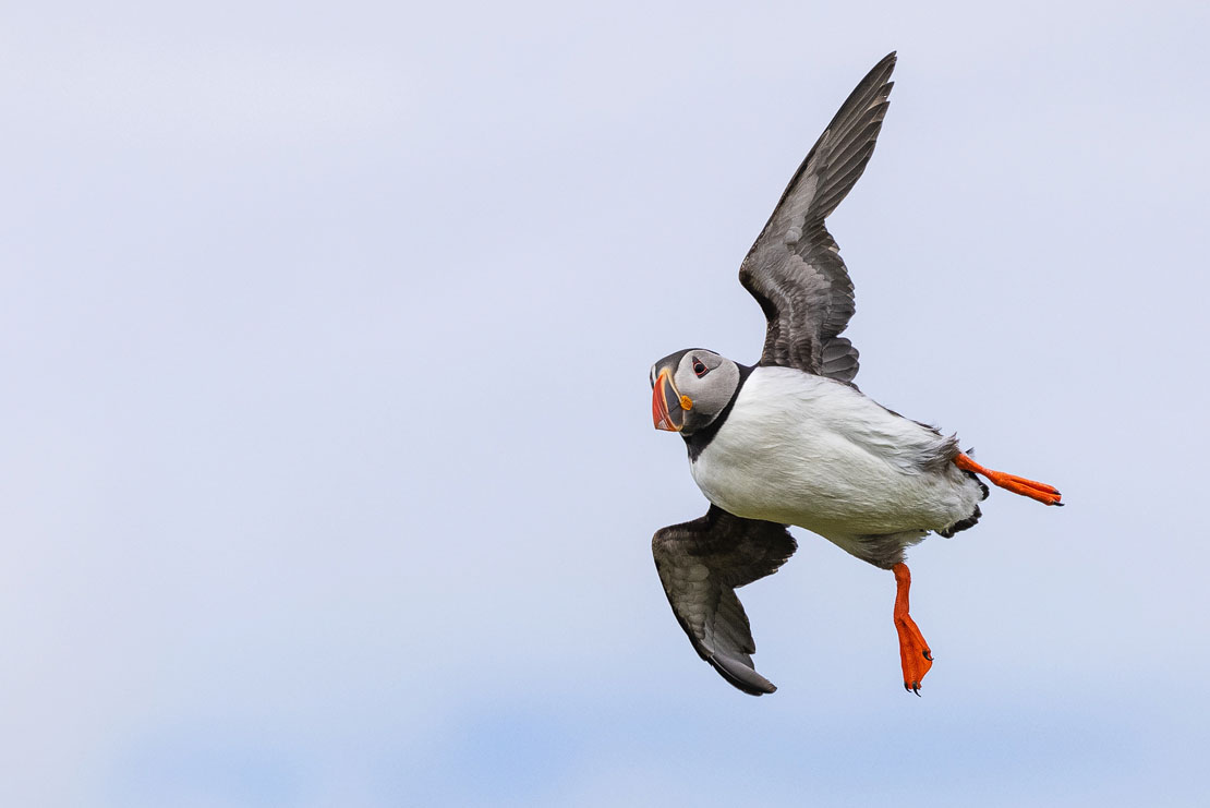 An Atlantic puffin captured mid-flight against a pale blue sky, wings spread wide showing grey and white plumage, with bright orange feet trailing and distinctive colourful beak clearly visible