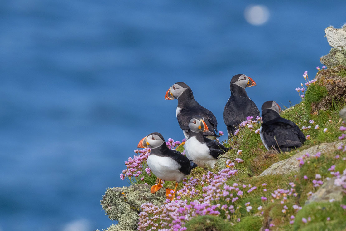 A group of Atlantic puffins gathered on grassy clifftops with vibrant pink sea thrift flowers, the deep blue Atlantic Ocean visible behind them on a Scottish island colony