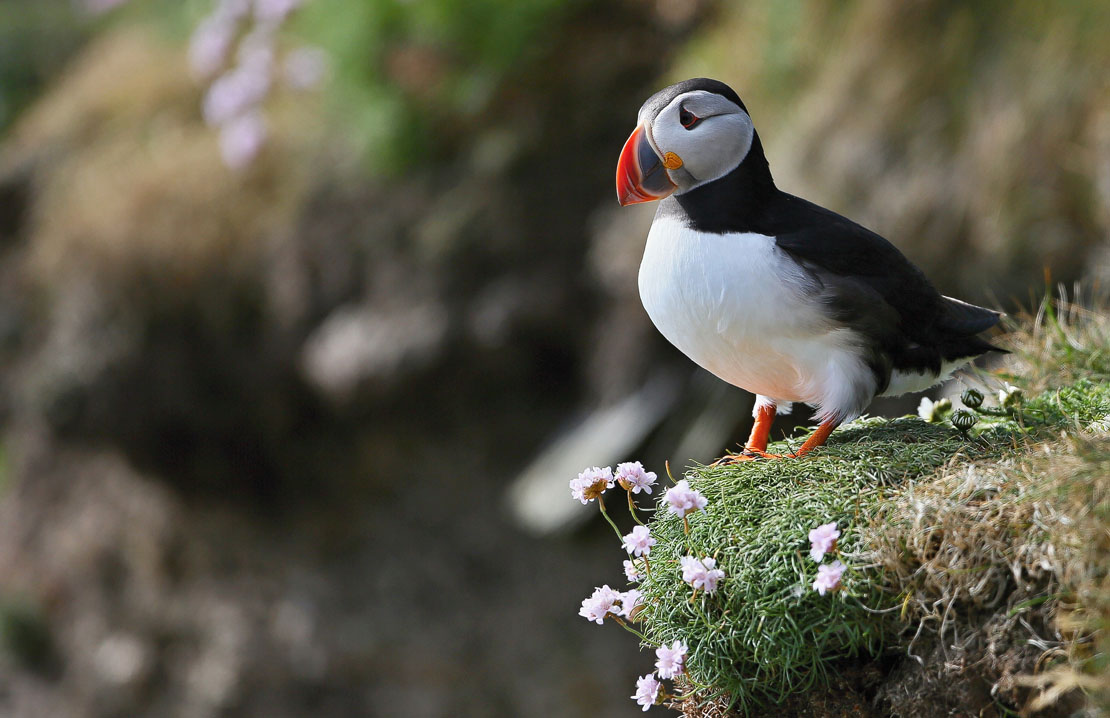 A single Atlantic puffin standing proudly on a grassy clifftop ledge with delicate pink sea thrift flowers, its striking orange beak and white chest catching the light against a softly blurred coastal background