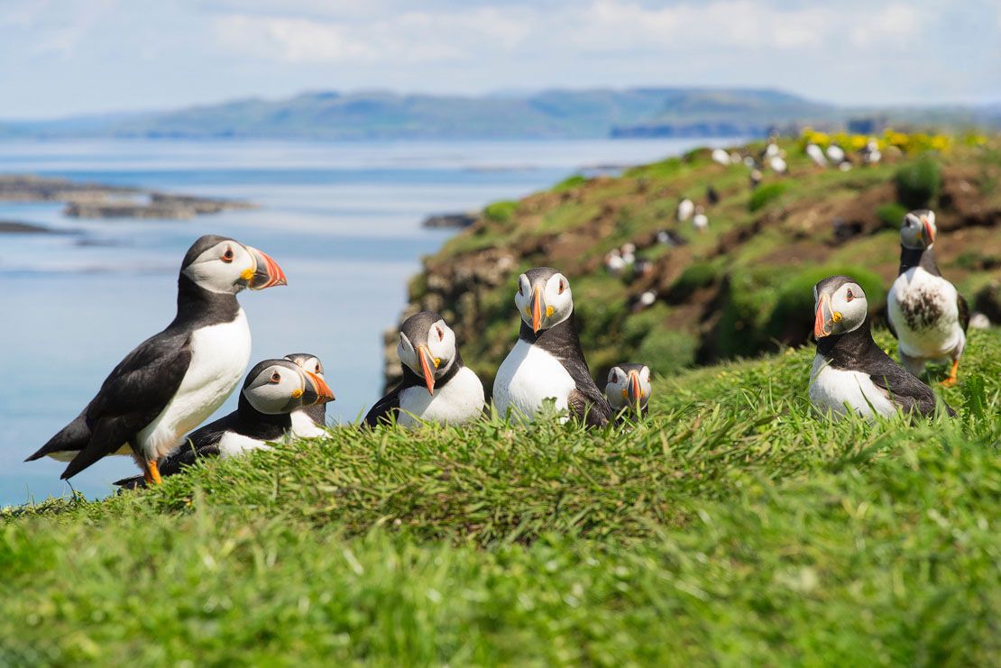 A large group of Atlantic puffins congregated on lush green grass with a sweeping coastal landscape behind them, showing the sea, distant islands and more puffins dotted across the cliffs in the background