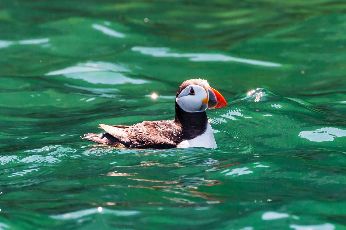 An Atlantic puffin swimming in crystal clear emerald green Scottish coastal waters, its distinctive colourful beak and white face visible above the surface with sunlight sparkling on the water