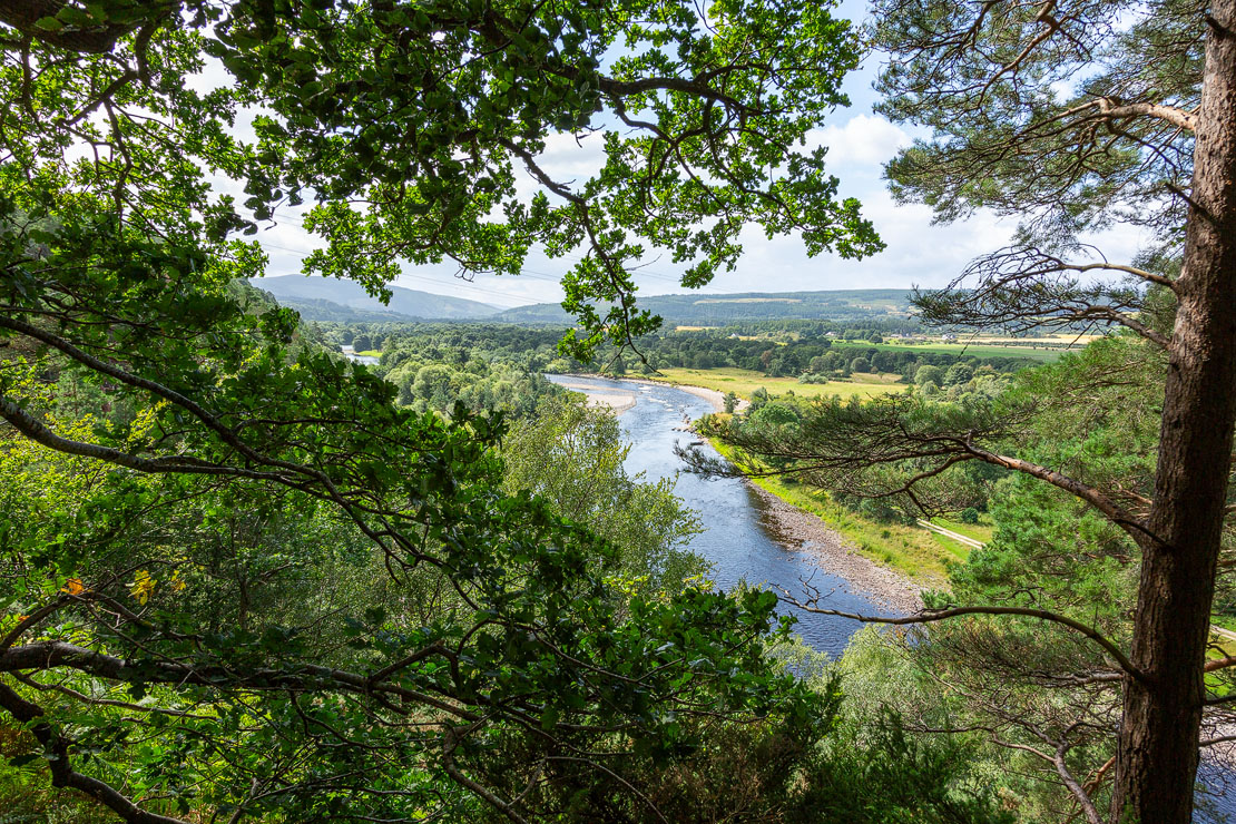 The River Spey winding through a green valley viewed through oak and pine branches in summer