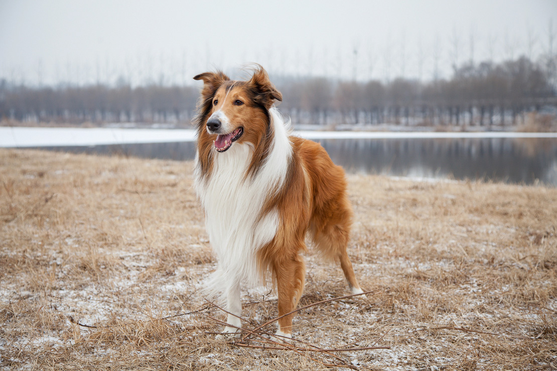 Rough Collie