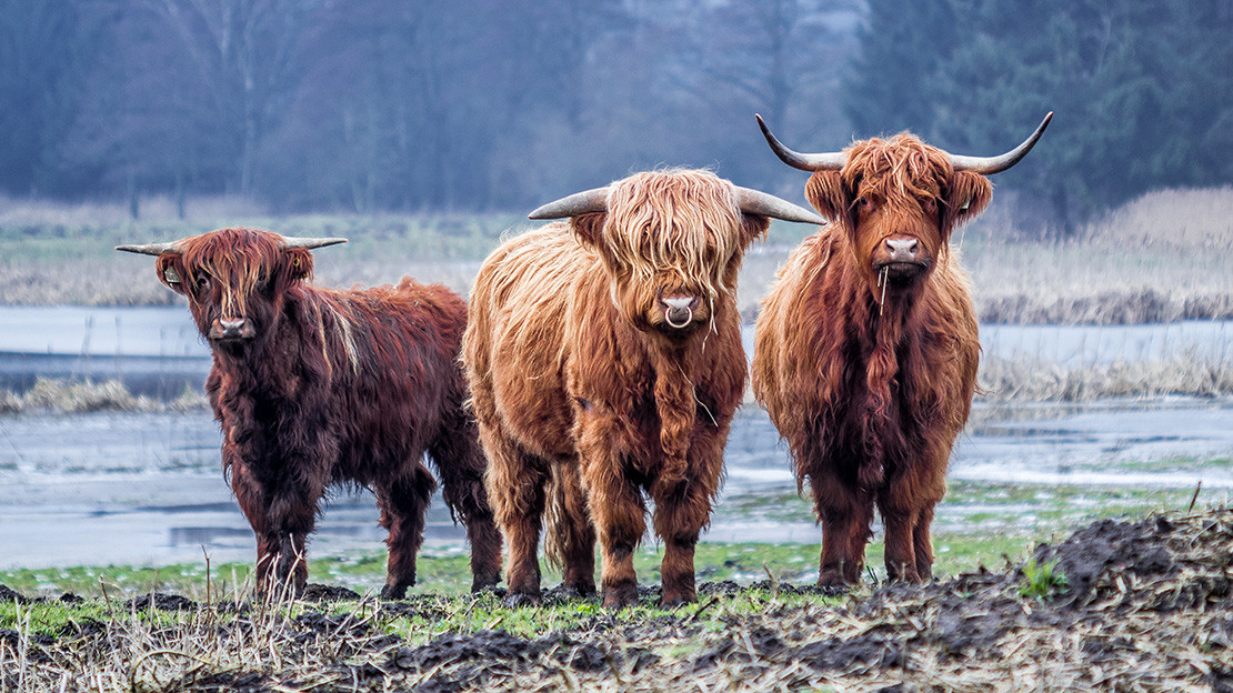 A Highland cow on a Scottish roadside