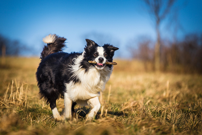 Scottish Dog Breeds: Full Guide to Scotland’s Native Dogs