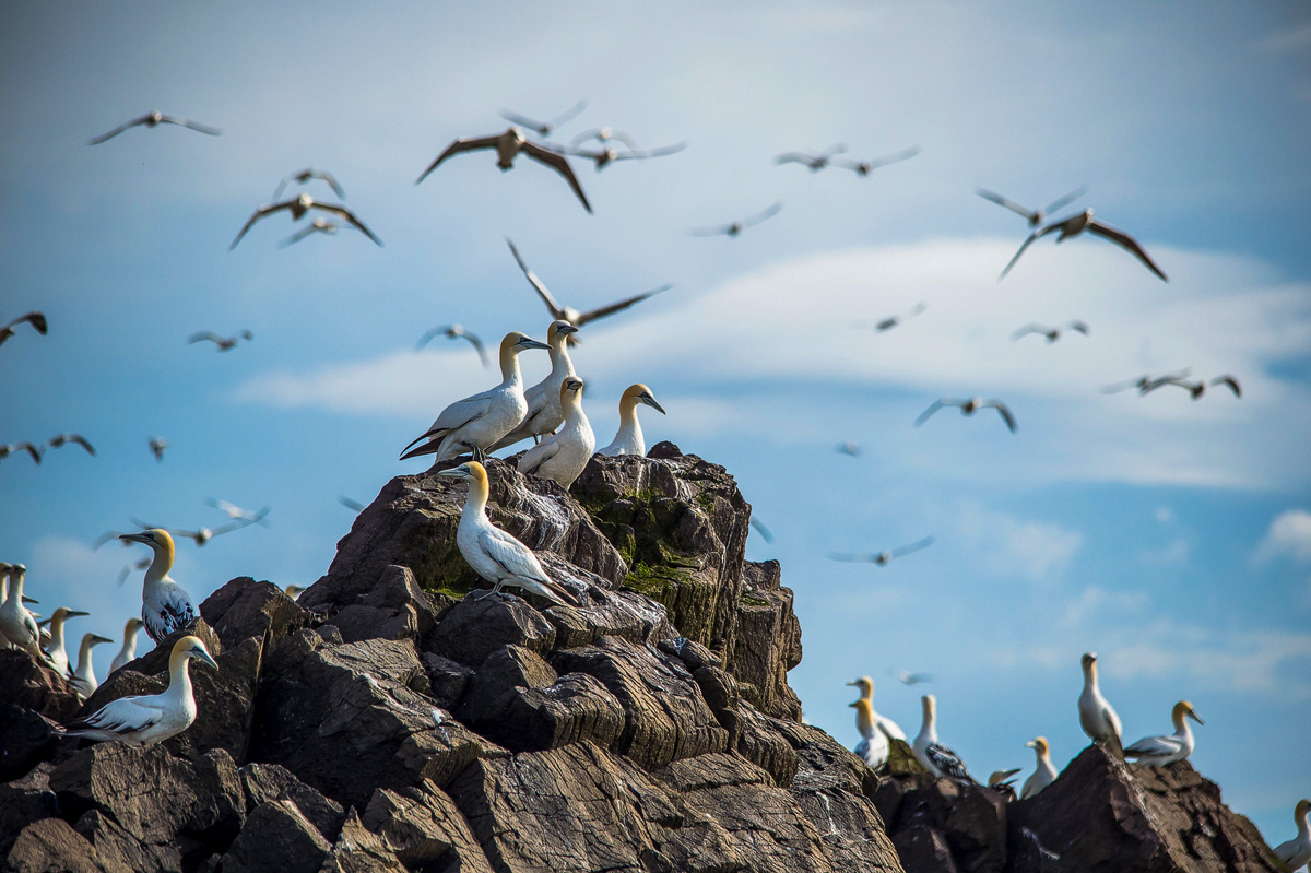Gannets perched on a rocky outcrop with more birds wheeling overhead