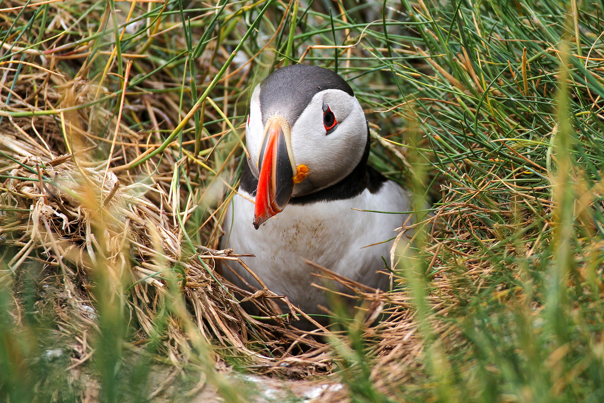 Atlantic puffin sitting at the entrance to its burrow among long clifftop grass