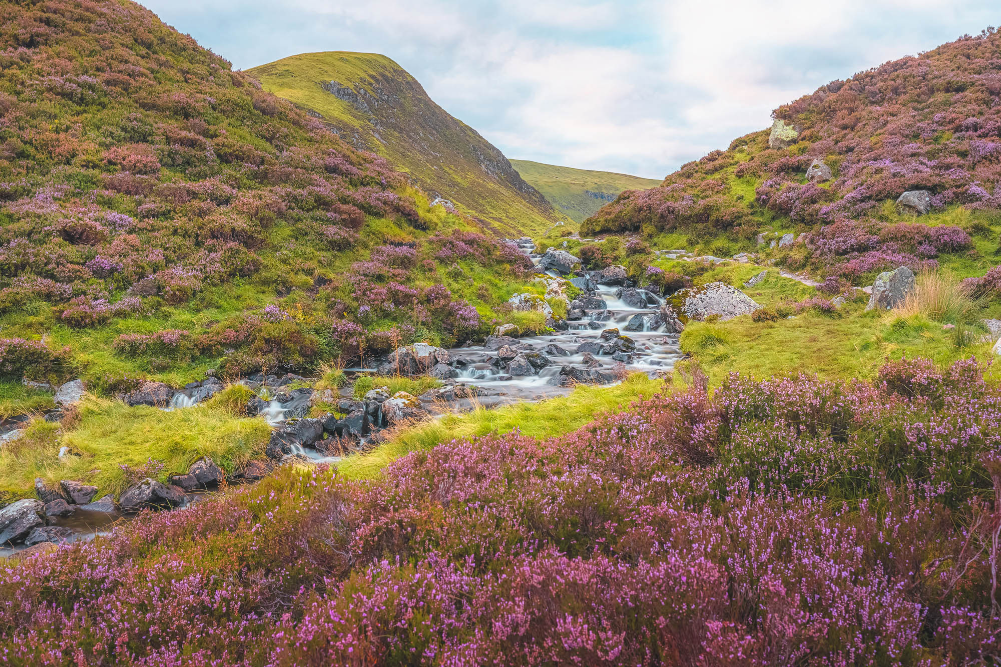 A guide to Scottish heather