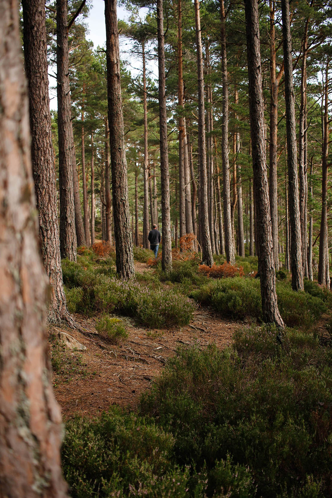 A walker among the ancient Caledonian Scots pines with their distinctive reddish bark and heather-covered floor
