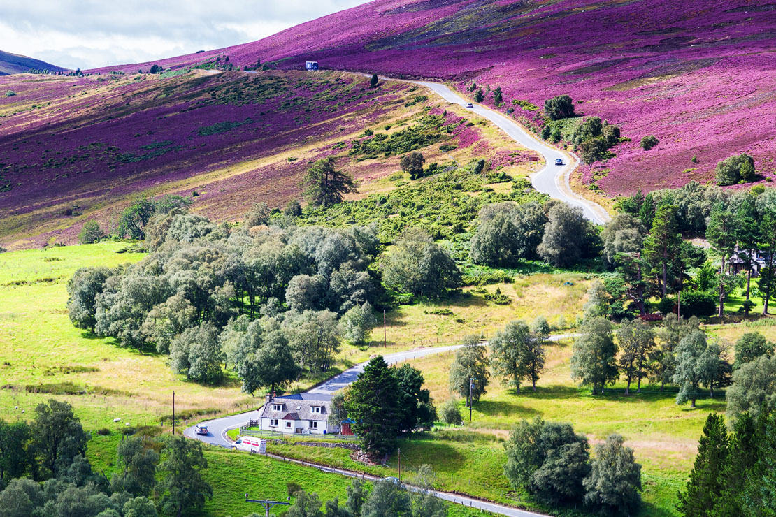 A Highland hillside ablaze with purple heather in late summer with a single-track road winding through the valley below