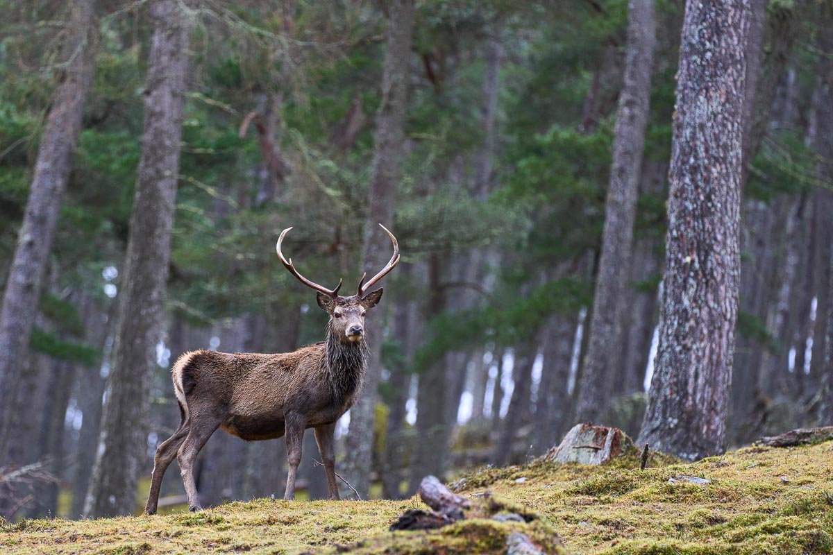 A red deer stag standing alert among Caledonian pines with moss-covered ground beneath