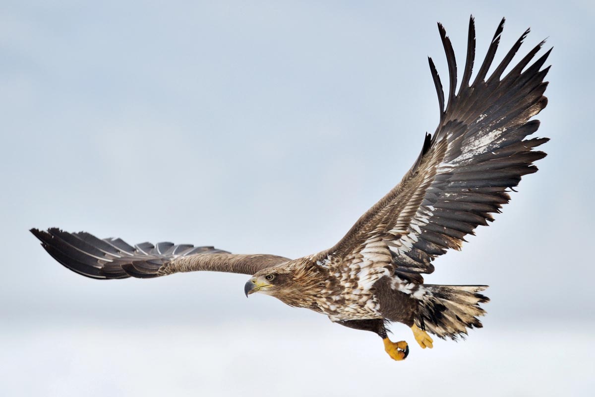 A white-tailed eagle soaring with its broad wings fully spread - Britain's largest bird of prey