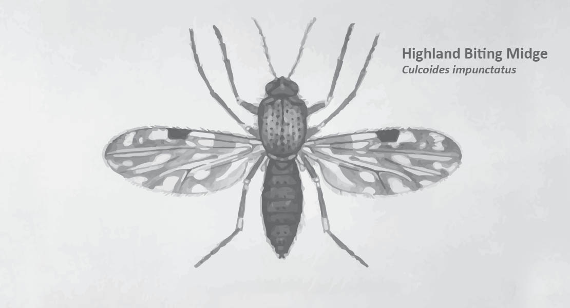 Midge attacks: A Highland Menace | Scotland mosquito season. Adult midge.