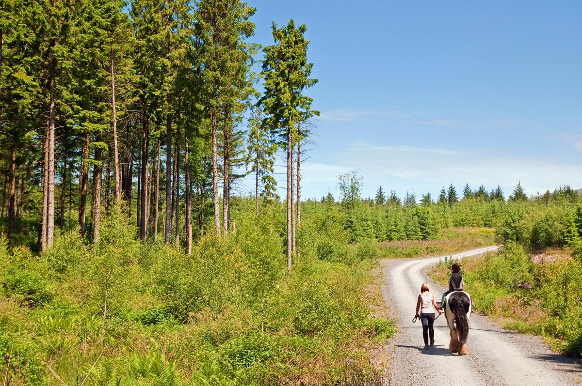 A horse rider being led along a forestry track through a Scottish pine plantation