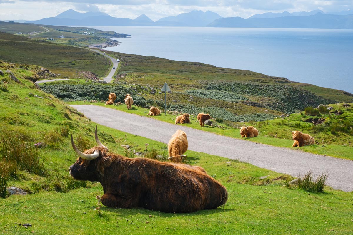Highland cattle resting beside a single-track road in the Scottish Highlands with a coastal view beyond