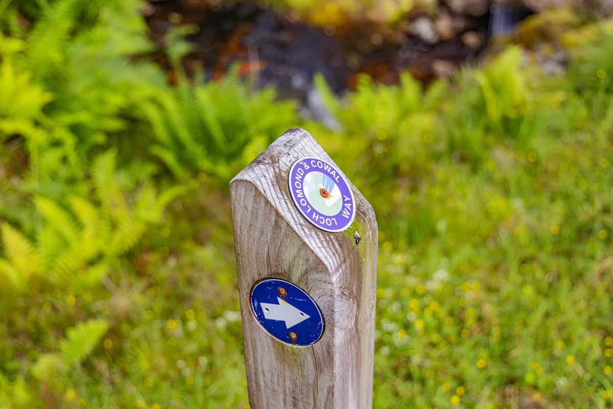 A wooden waymarker post for the Loch Lomond and Cowal Way surrounded by green ferns
