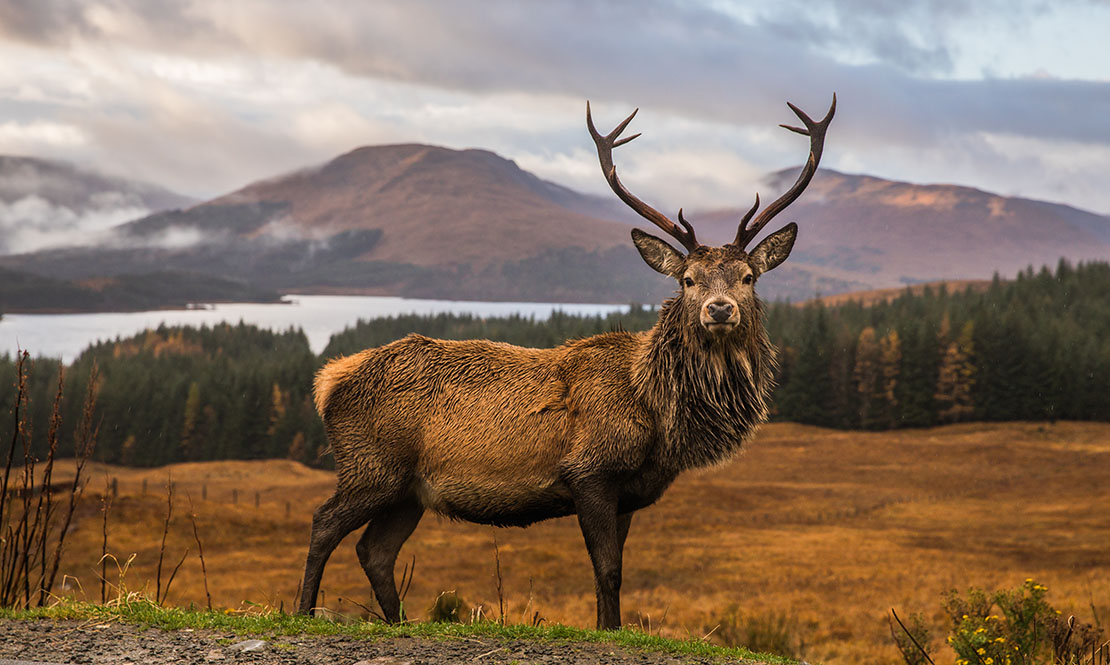 Most dangerous animals in Scotland.