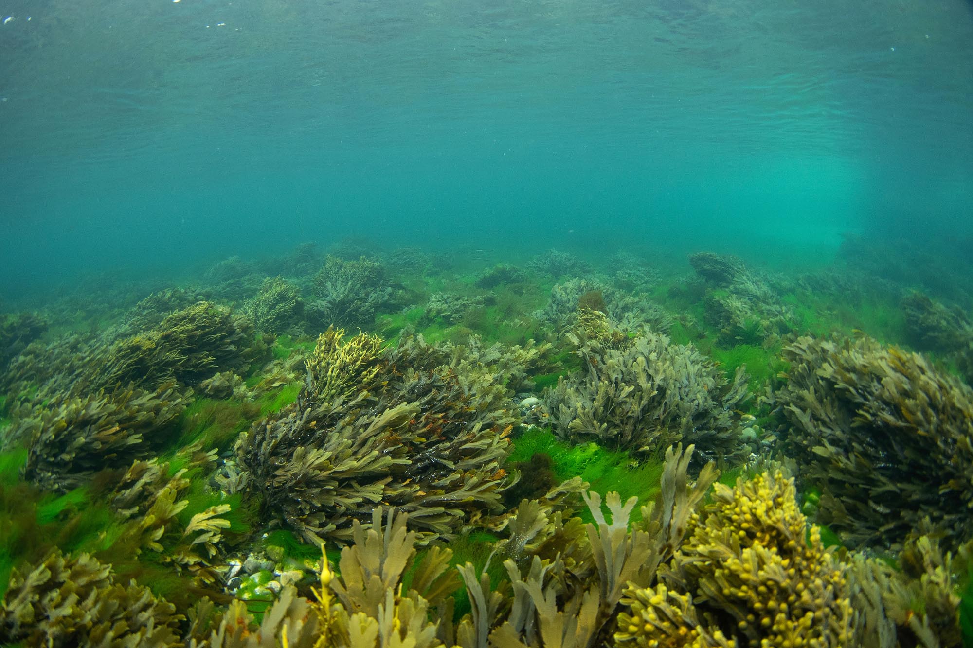 Scuba diving in Scotland