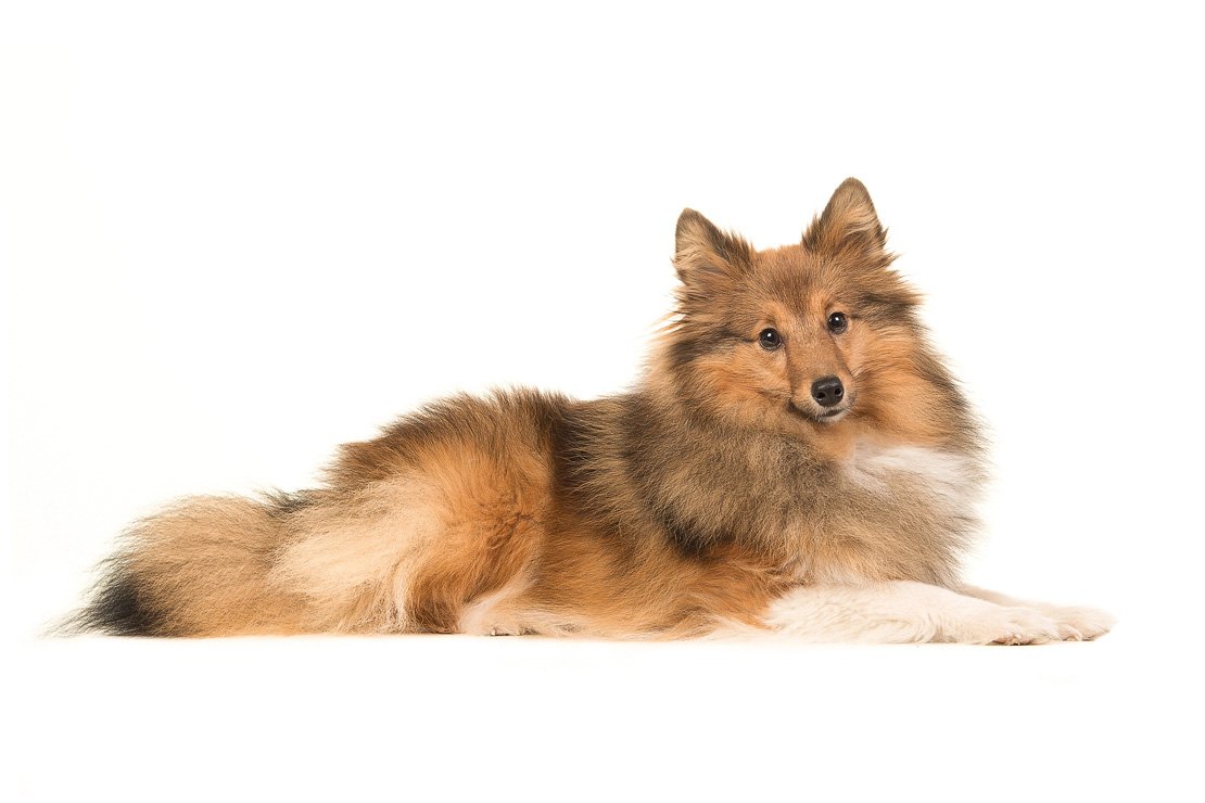 Shetland Sheepdog