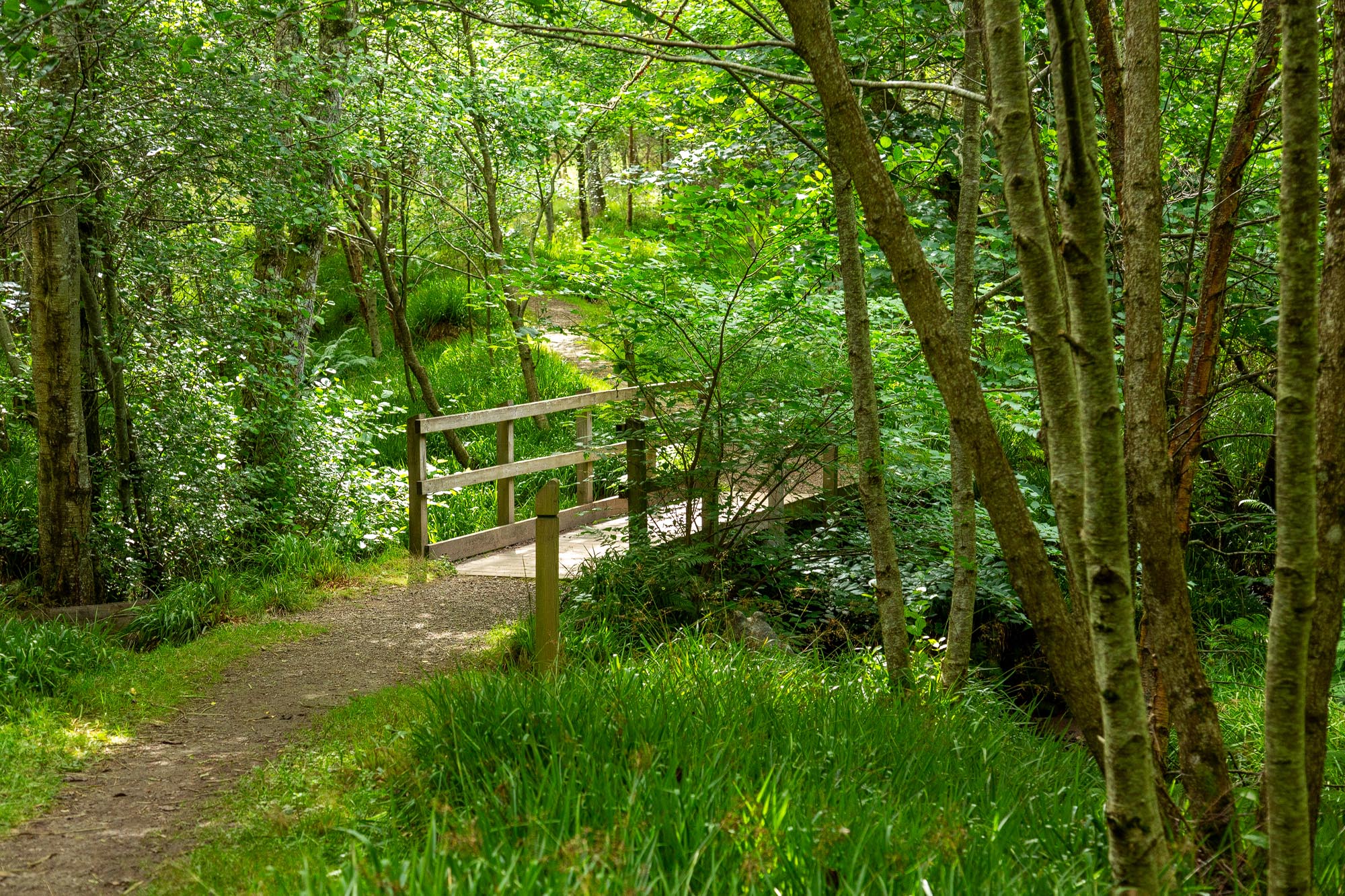 Skelbo Forest Walk & Skelbo Broch