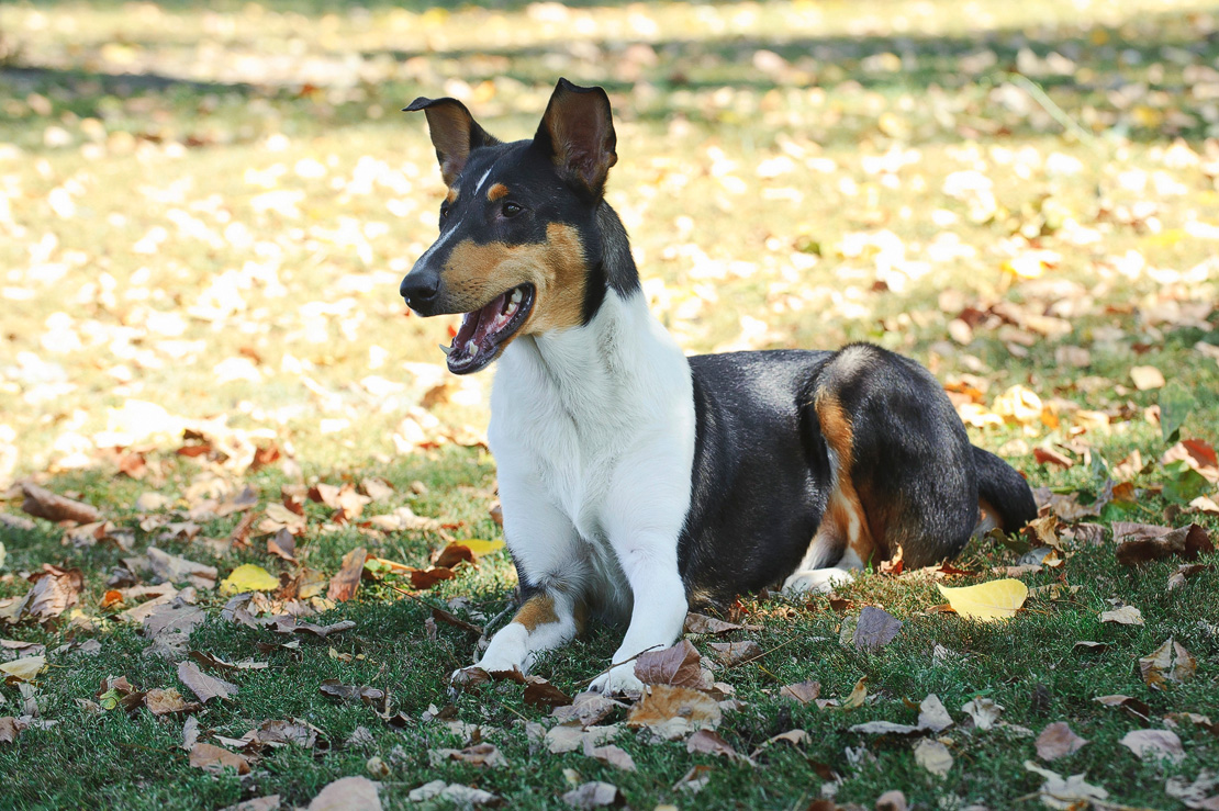 Smooth Collie