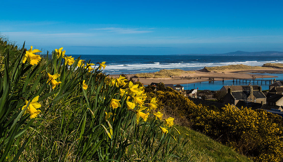 Scotland weather.  Daffodils at Lossiemouth. Scotland Spring.