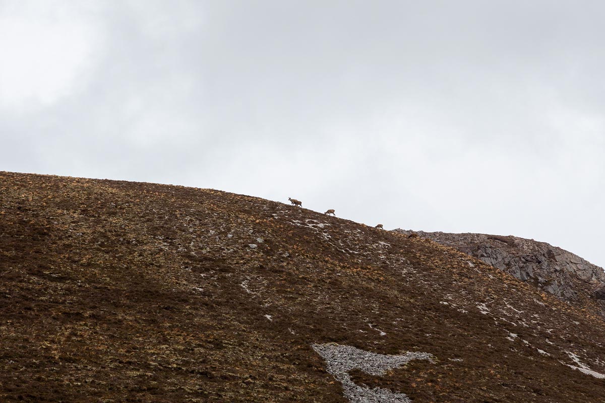 Three red deer silhouetted on the hillside ridge above the Allt nan Uamh glen