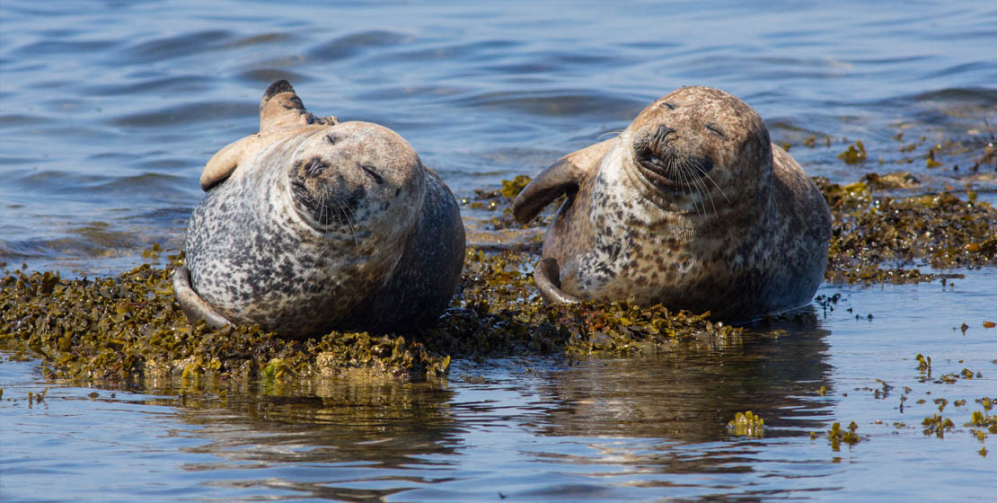 Seals at Portgordon Beach