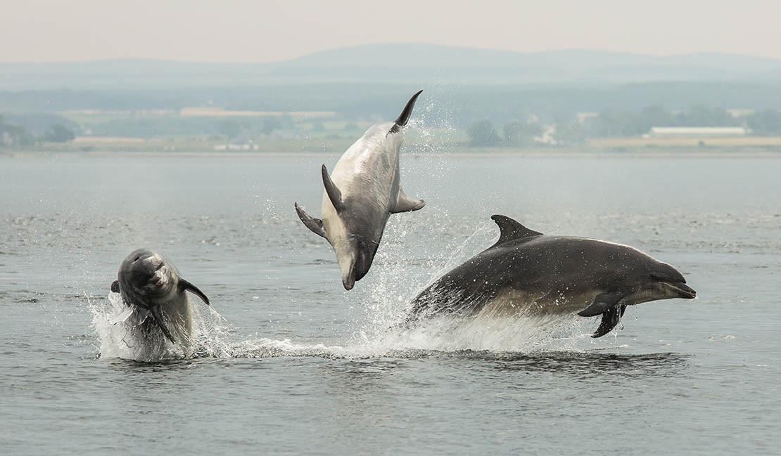 Dolphins in the Moray Firth
