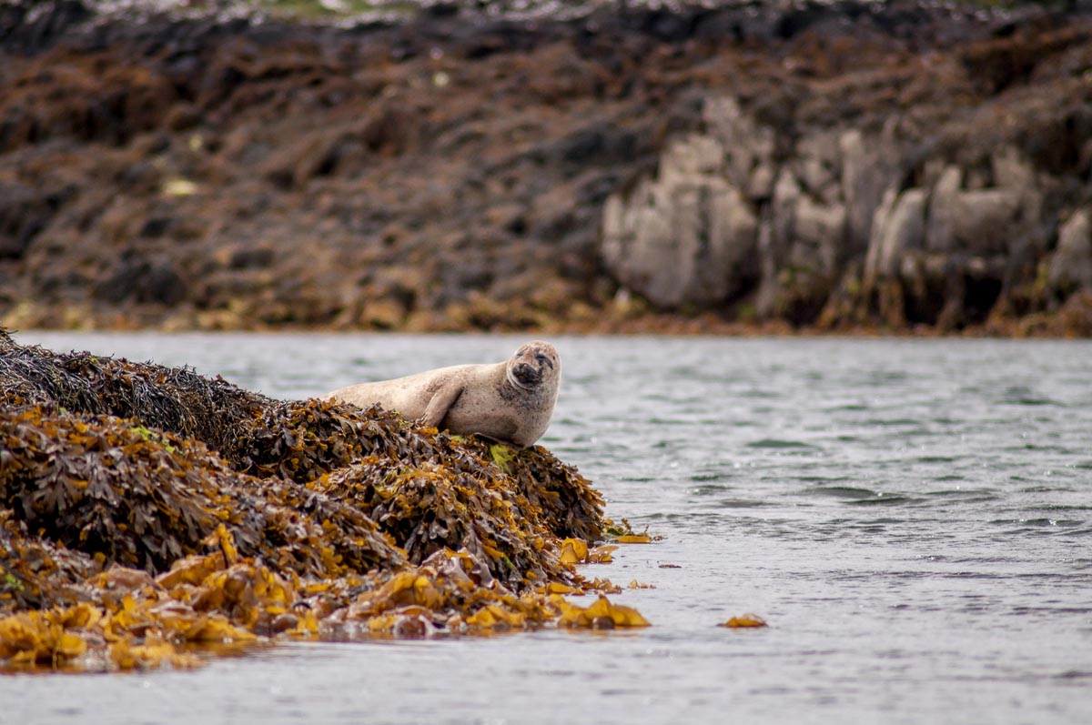 A common seal resting on seaweed-covered rocks at the water's edge on the Isle of Skye
