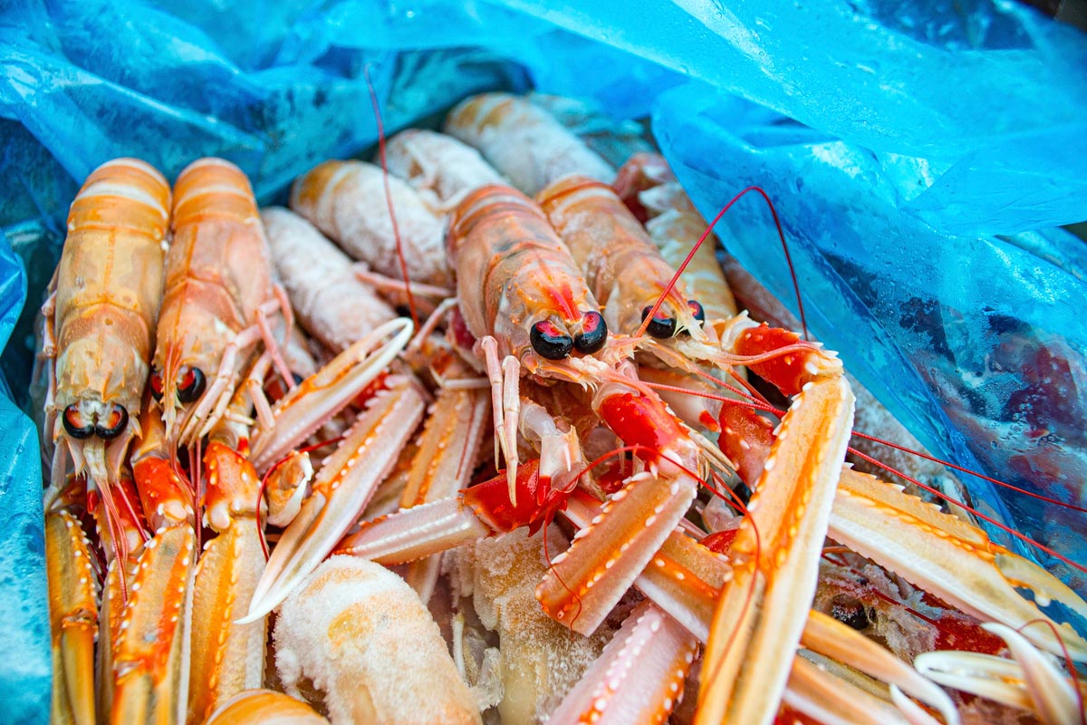 A close-up of freshly caught langoustines with vibrant orange shells