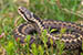 Article preview photo of Does Scotland have venomous snakes?
