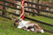 Article preview photo of Cairngorm Reindeer Herd