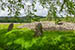 Article preview photo of Corrimony Chambered Cairn