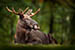 Article preview photo of Are there elk in Scotland?